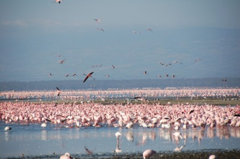 Lake Nakuru Kenya Africa Safari