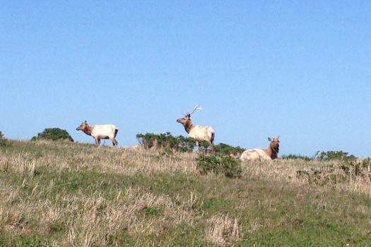 Point Reyes Elk Hike at Pierce Point Ranch