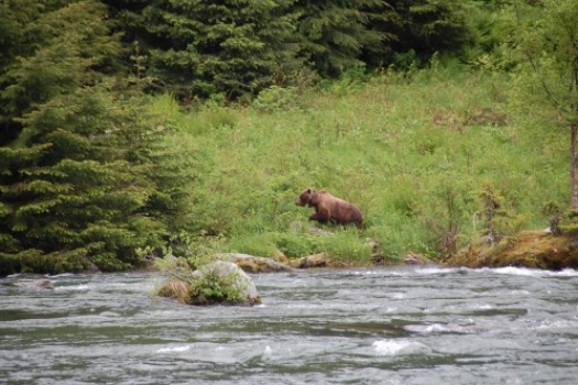 Bear Watching In Alaska