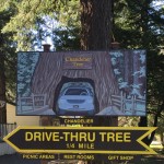Chandelier Tree A Clark Griswold Must See In California’s Redwoods Parks