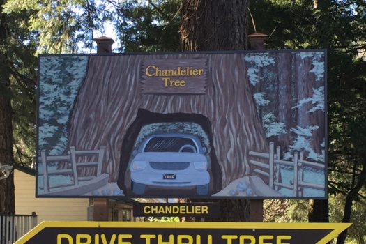 Chandelier Tree A Clark Griswold Must See In California’s Redwoods Parks