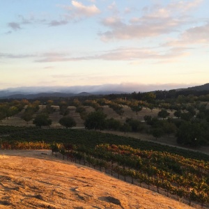 Winery Paso Robles