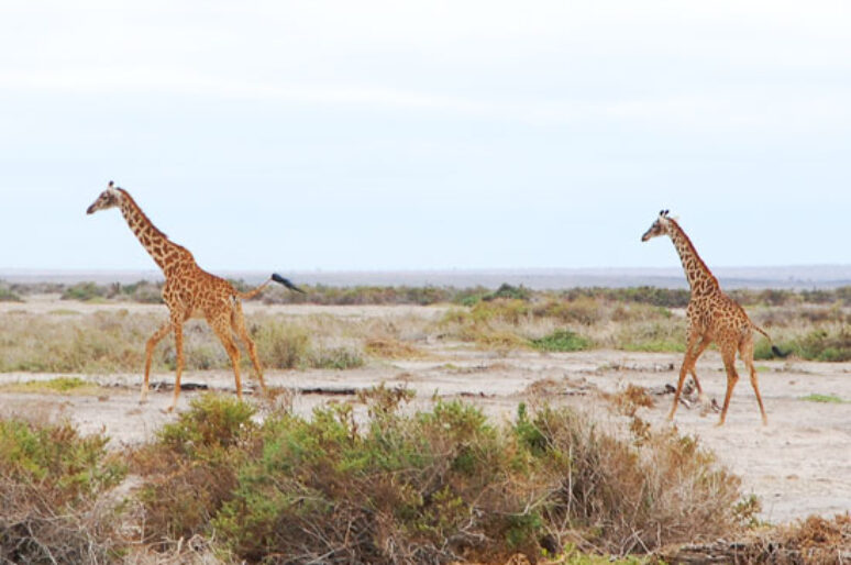 An African Safari in Amboseli National Park Kenya