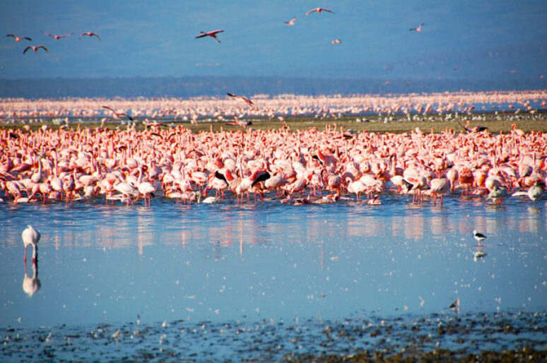 Lake Nukuru: Where To See Over Two Million Pink Flamingo’s While On African Safari