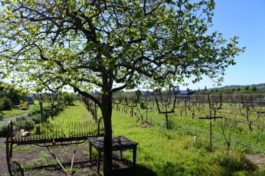 My Incredible Matthiasson Vineyard Tour & Tasting During Flavor Napa Valley