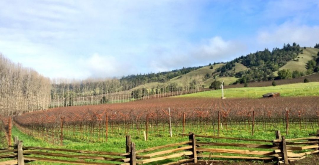 Anderson Valley’s Top 10 Wineries You Must Experience