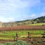 Anderson Valley’s Top 10 Wineries You Must Experience