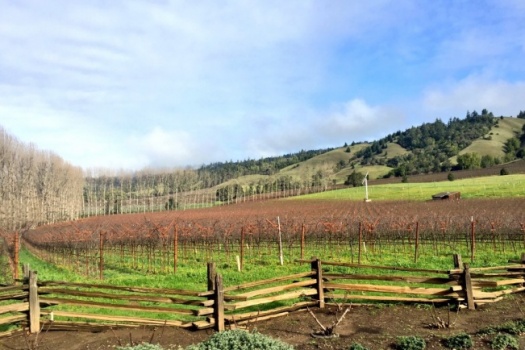 Anderson Valley’s Top 10 Wineries You Must Experience