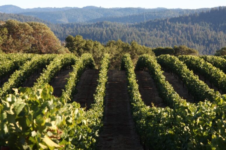 Roederer Estate Tour with Winemaker Arnaud Weyrich