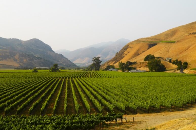 Bien Nacido, A Legendary Santa Barbara Vineyard