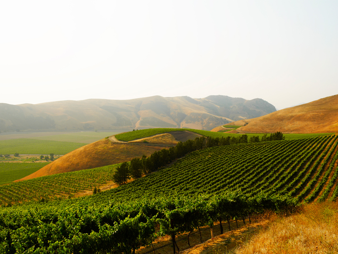 Santa Maria Valley Wineries
