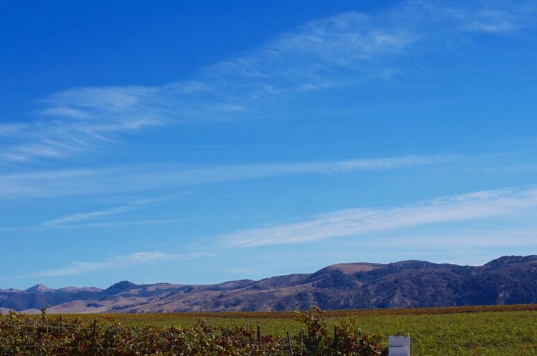 Top 10 Santa Maria Valley Wineries in Santa Barbara County