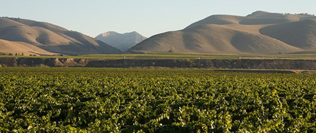 Santa Maria Valley Wineries