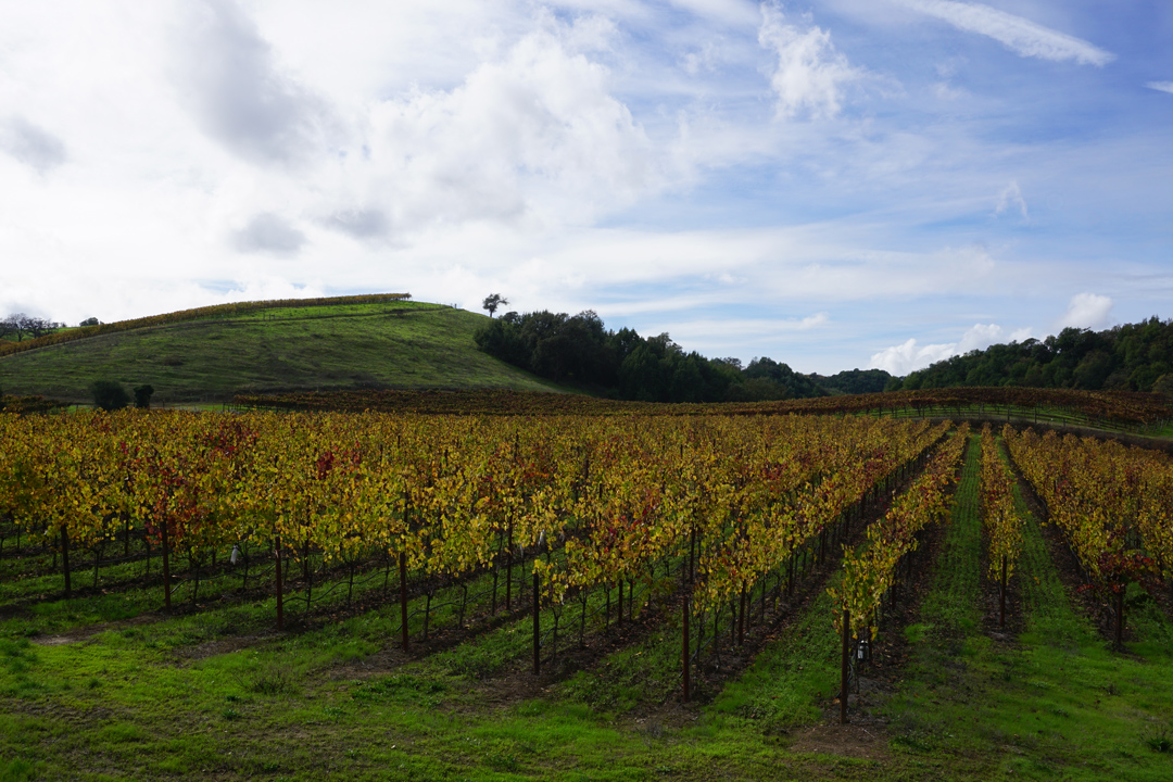 Sonoma Wineries