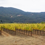 Working My First Harvest at Napa Valley’s St. Supery Vineyards & Estate