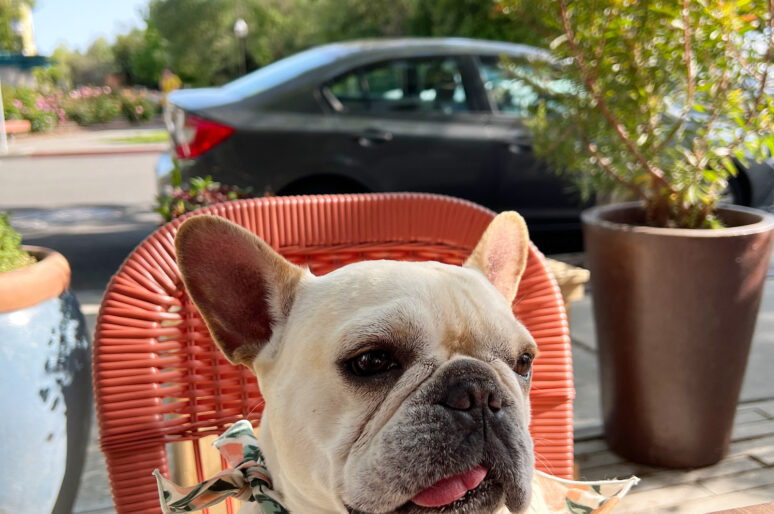 The Best Sonoma Dog Friendly Restaurants