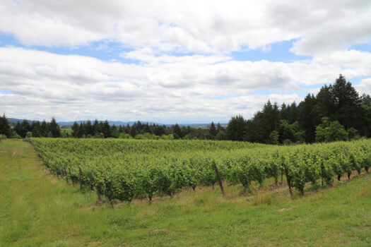Brick House Wines, Stunning Willamette Valley Oregon Winery