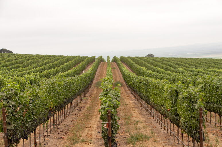 Santa Lucia Highland’s Caraccioli Cellar’s