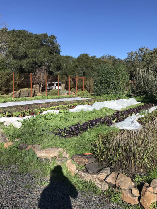 Chalk Hill Winery A Healdsburg Wine lover & Foodie's Dream Destination