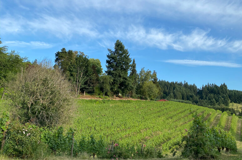 Chehalem Wines Vineyards & Winery Tour in Newberg, Oregon