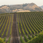 Top 10 Wineries in Carneros Napa To Experience
