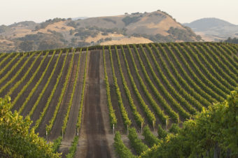 Top 10 Wineries in Carneros Napa To Experience