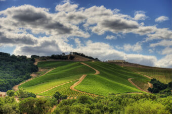 Top 10 Paso Robles Wineries You Must Visit