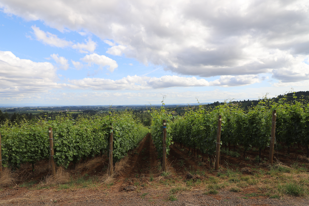 Incredible Oregon Vineyards