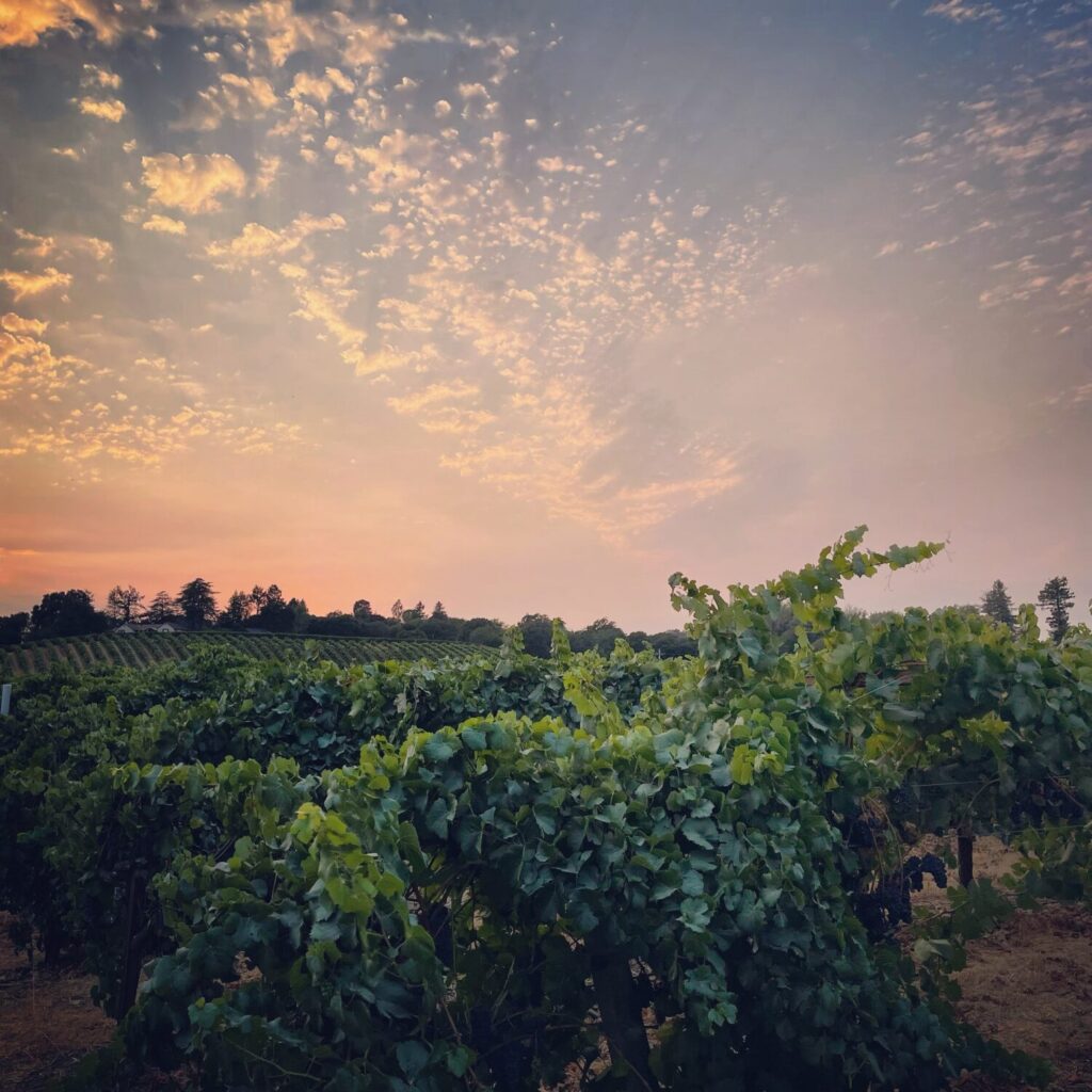 Innumero Winery