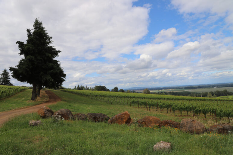 The Spectacular Evening Land Vineyards & My Tasting