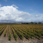 Hyde Estate Winery’s Spectacular California Wines