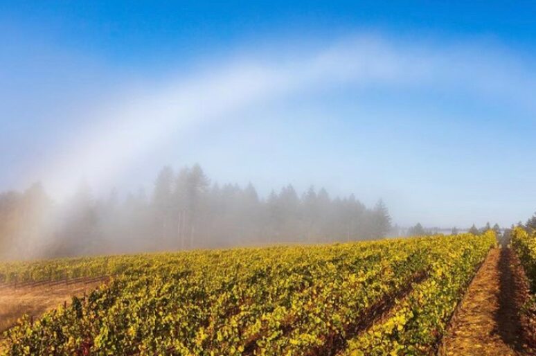 The Most Beautiful Vineyards in California I’ve Visited & Love