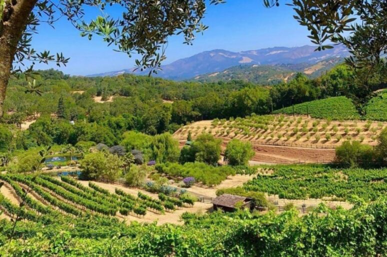 A Dining, Hotel & Wine Tasting Guide for 48 Hours in Glen Ellen California