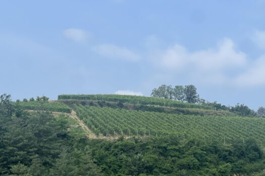 Roero Winery,  A Hot Piemonte Winery Italian Wine Lovers MUST Know About