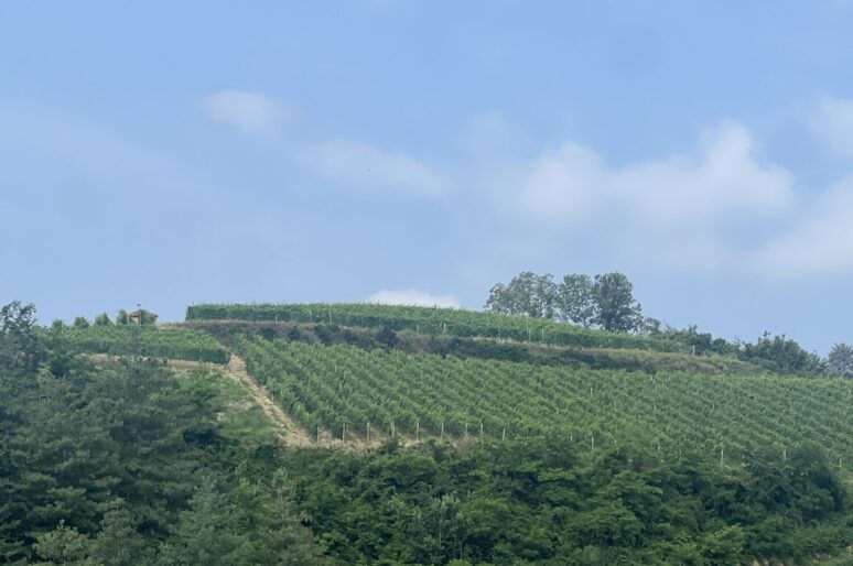 Azienda Agricola Del Roero Winery,  A Hot Piemonte Winery Italian Wine Lovers MUST Know About