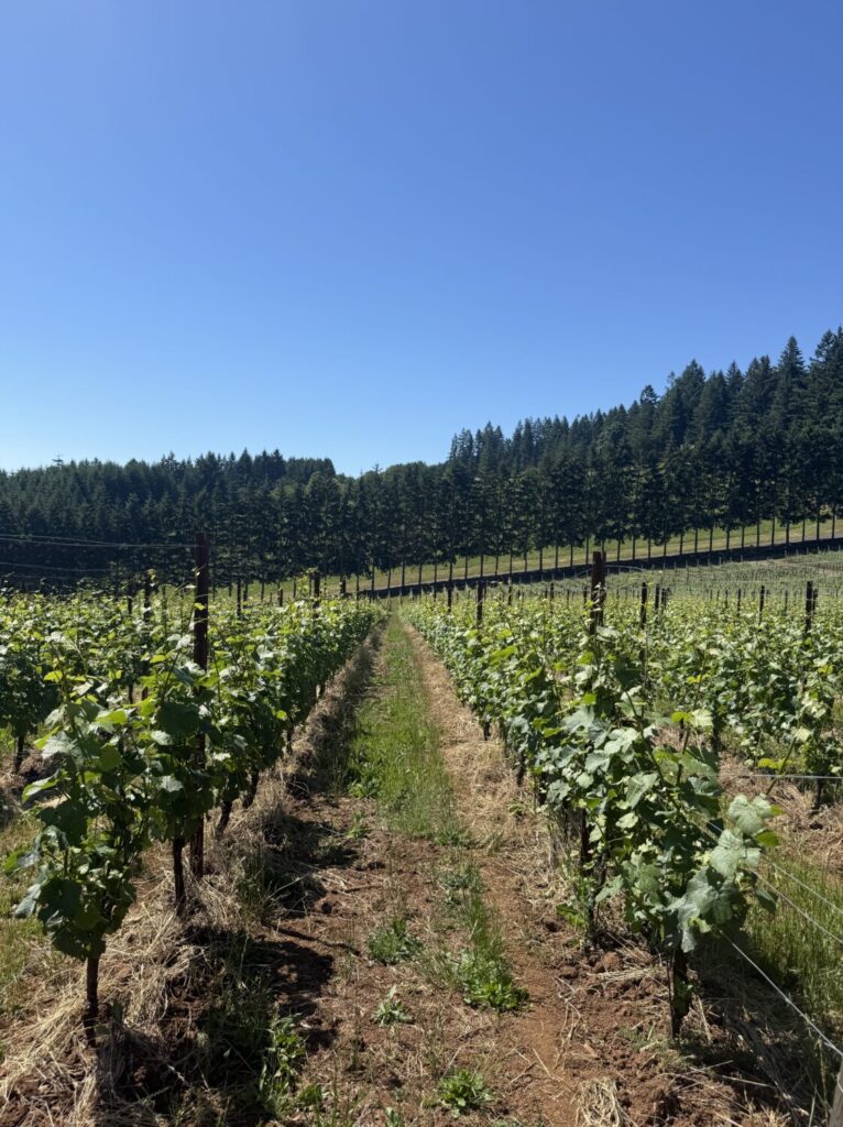 Dundee Hills Winery Guide