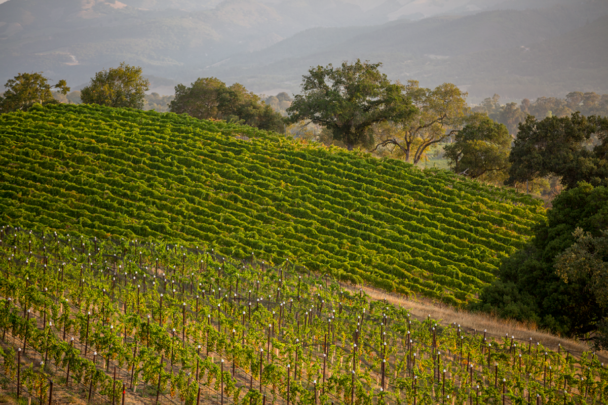 The Most Spectacular California Vineyards I've Visited