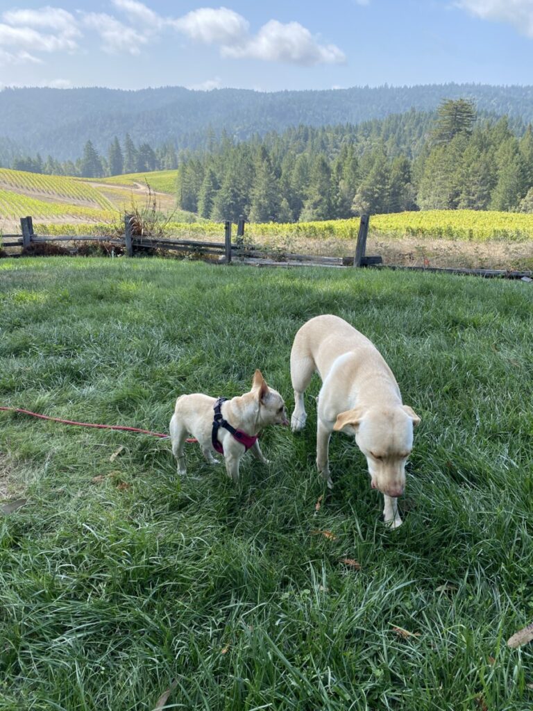 Dog-Friendly Sonoma Wineries