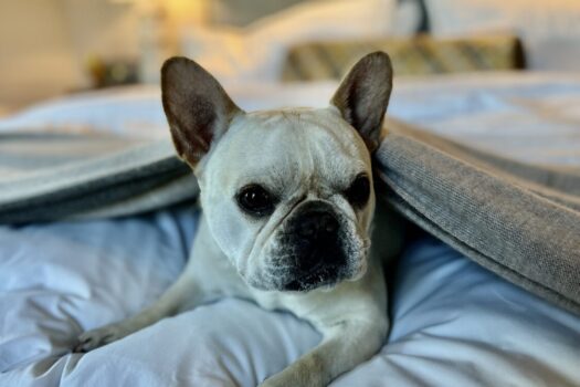 The Best Dog Friendly Luxury Sonoma Hotels