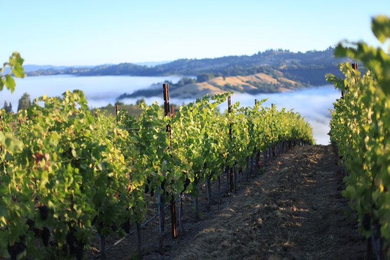 The Best California Sonoma Coast Wineries