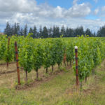 The Top 10 Willamette Valley Wineries Oregon You Must Experience