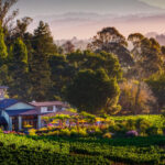 The Best Sebastopol Wineries To Experience