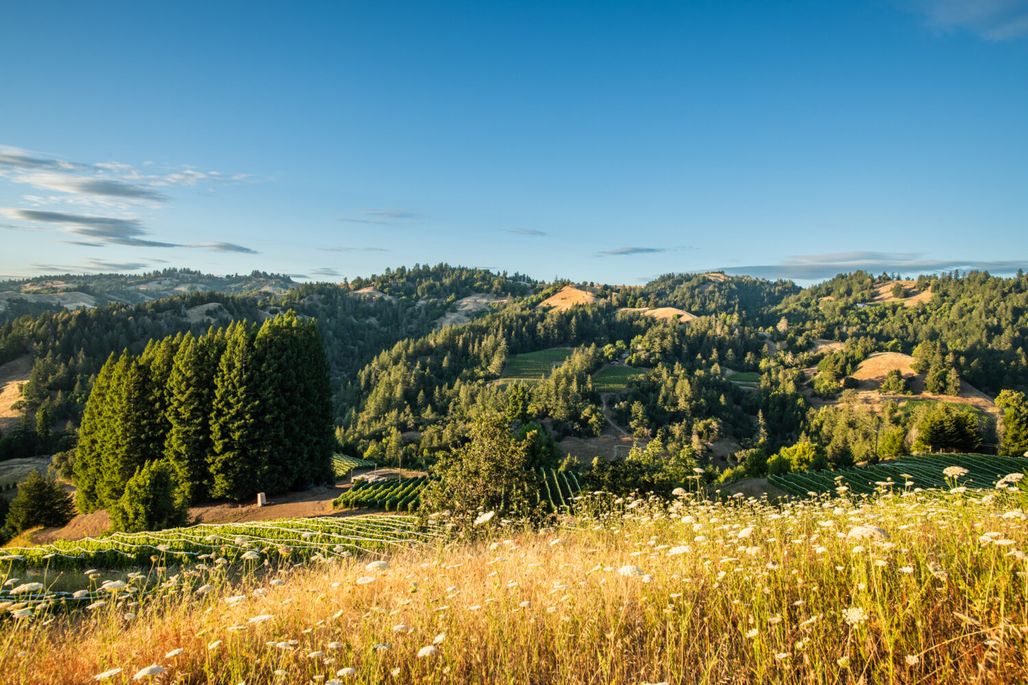 Martinelli Vineyards