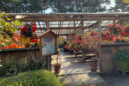 The Lovely Mendocino Coast Botanical Gardens a Mendocino Must See