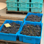 Behind The Scenes at Opus One Winery’s Harvest