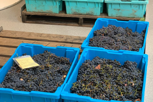 Behind The Scenes at Opus One Winery’s Harvest