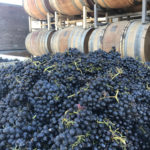 Harvest at Qupe, Au Bon Climat & Bien Nacido Vineyards