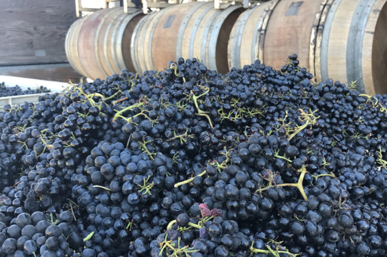Harvest at Qupe, Au Bon Climat & Bien Nacido Vineyards