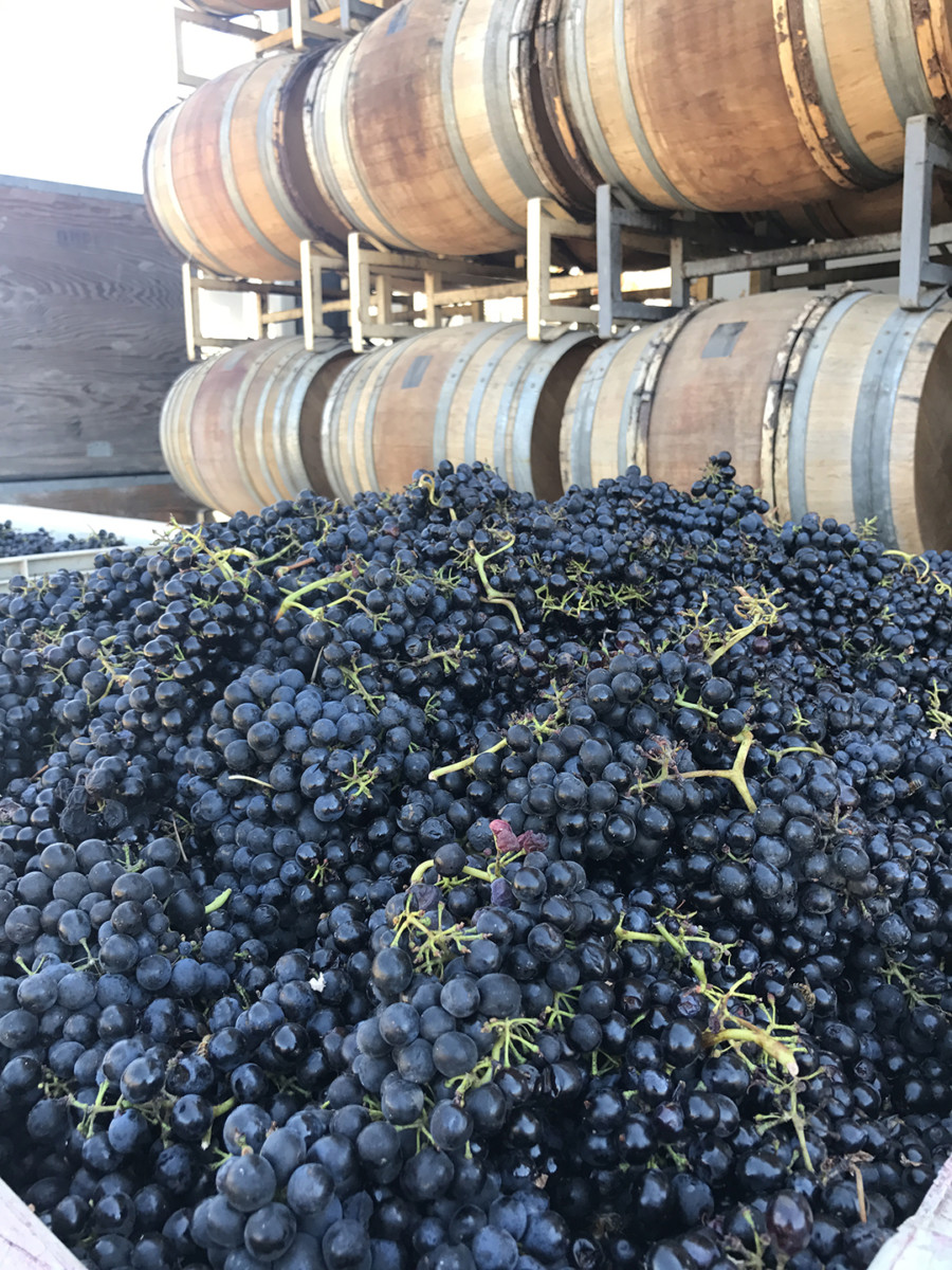 Qupe Winery Harvest