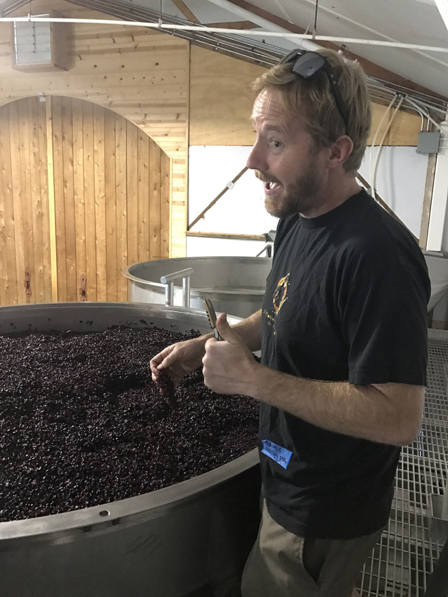 Bien Nacido Winery Harvest